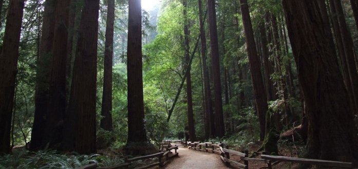 Muir Woods